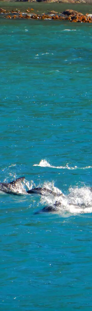 Wal- und Delfinbeobachtung in Kaikoura
